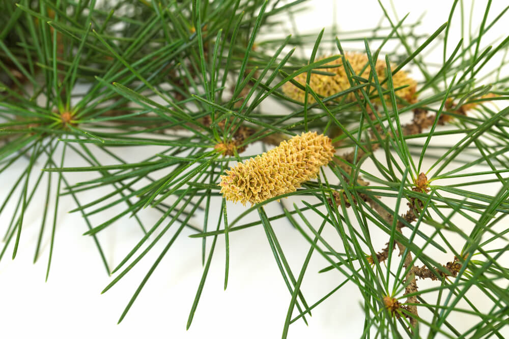 Pine Pollen Health Benefits for Women