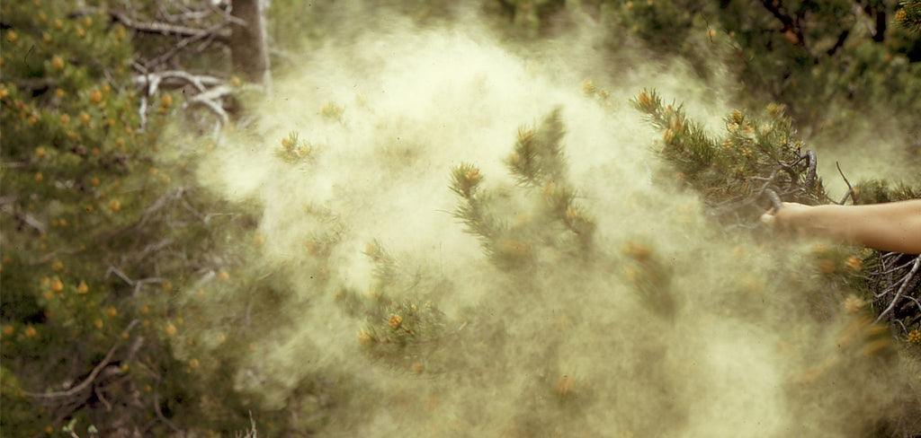 Pine Pollen Tincture - Made In Australia