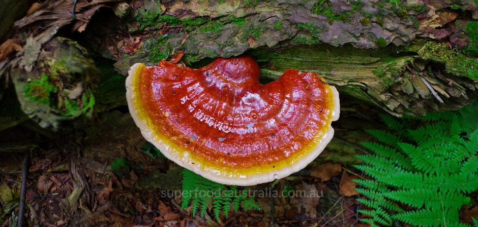 Reishi Mushroom: History, Identity and Preparation