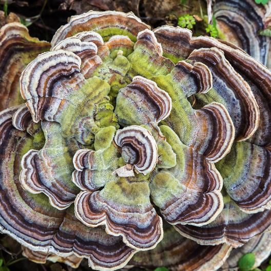 Everything You Need to Know About the Turkey Tail Mushroom