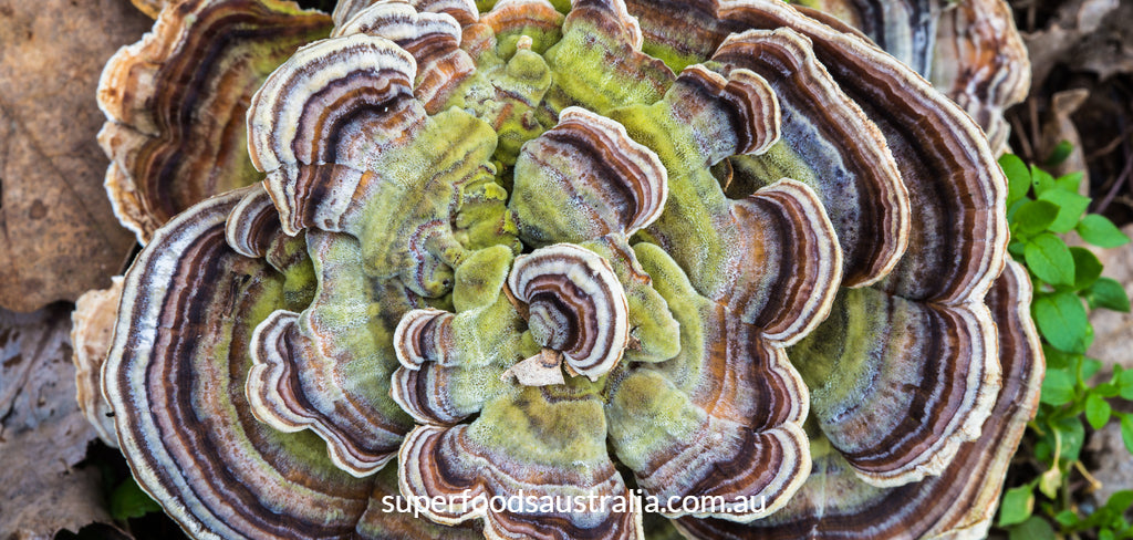 Meet Turkey Tail Extract - An Exciting New Superfood Packed with Immune Boosting Health Benefits!
