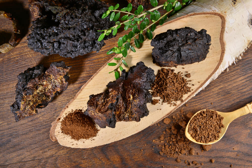 What Is The Chaga Mushroom Good For? Superfoods Australia