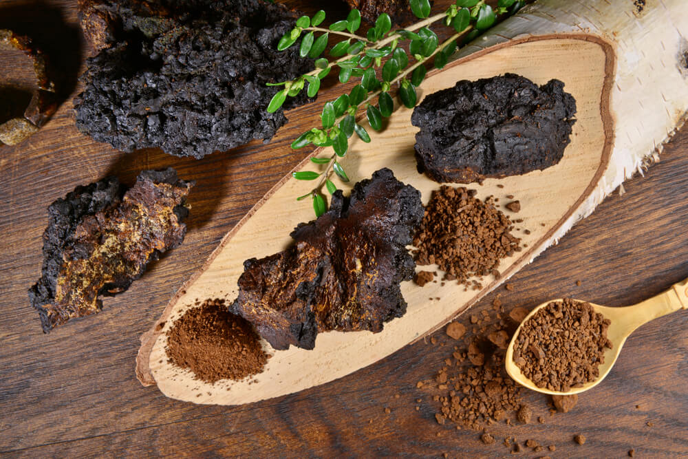 What Is The Chaga Mushroom Good For?