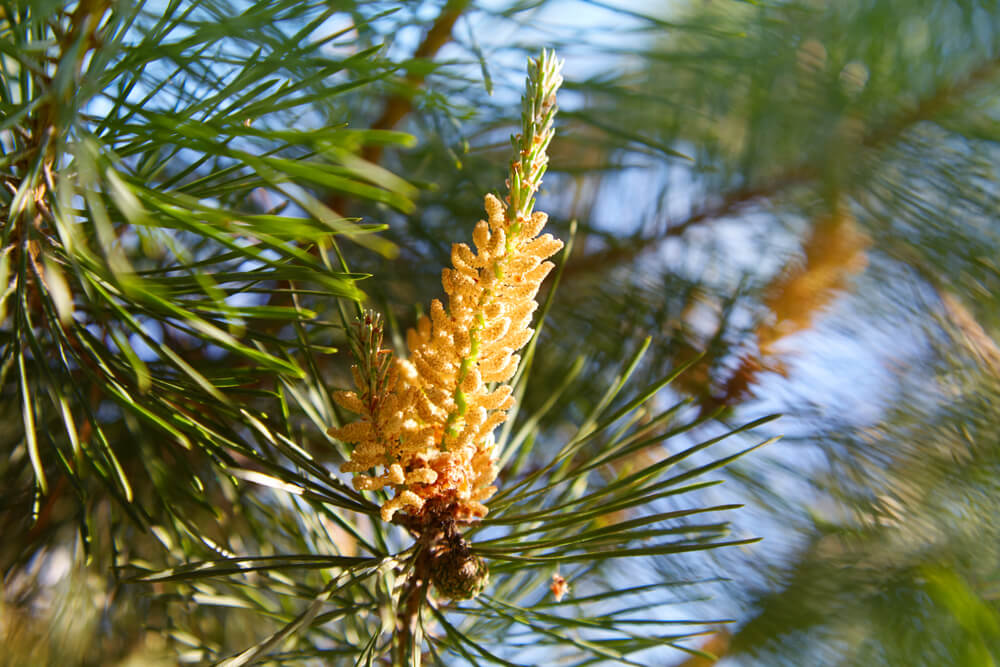 What are the Health Benefits of Pine Pollen?