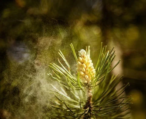 Pine Pollen: A Complete Guide to This Unique Botanical Superfood