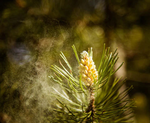 What Is Pine Pollen and Its Remarkable Health Benefits?