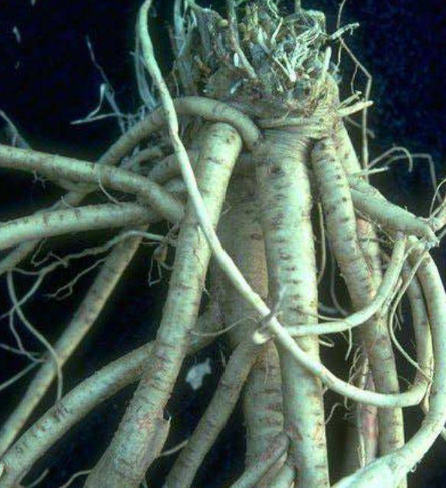 What is Astragalus Root and Is it Good for You? – Superfoods Australia