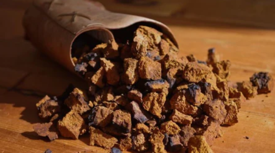 The Traditional Uses of Chaga Mushrooms: From Folklore to Healing Traditions