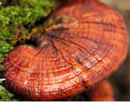 What Can Reishi Mushroom Extract Be Used In?