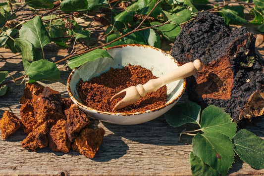 Chaga: A Fungus with Ancient Roots and Modern Wellness Appeal