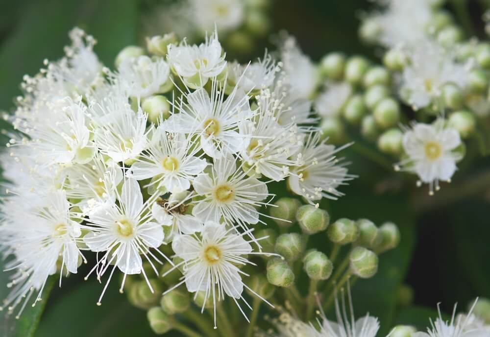 Top Recipes with Lemon Myrtle: Elevate Your Cooking Game