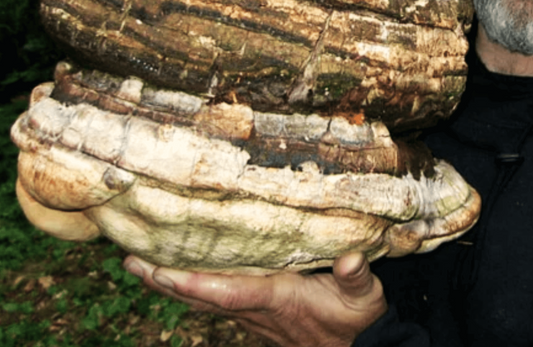 The Agaricon Mushroom – Unravelling this Rare Mushroom’s Benefits