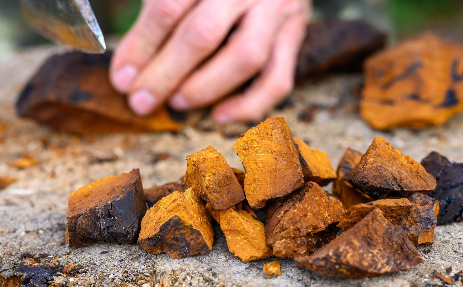 Myths and Misconceptions: Debunking Common Chaga Beliefs – Superfoods ...
