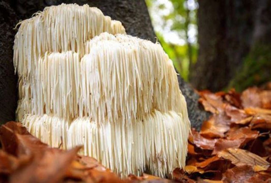 7 Super Mushroom Superfoods Recipes You Never Knew You Needed in Your Life