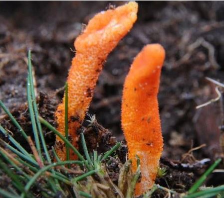 Five Strange and Useful Facts About Cordyceps - Your New Favorite Fungus
