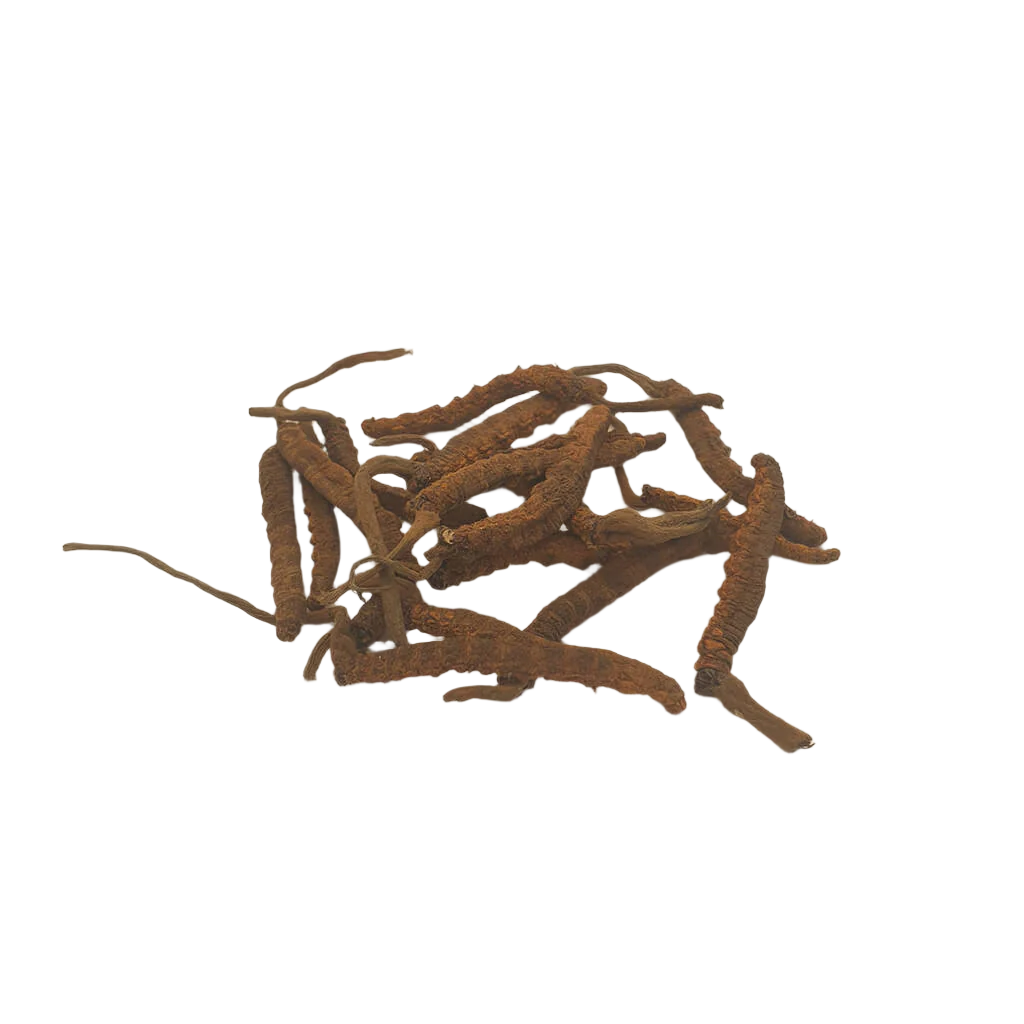 Wild Himalayan Cordyceps Mushroom