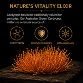 Australian Grown Cordyceps Mushroom Capsules