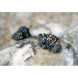 Shilajit Resin Oil
