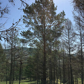 Siberian Pine Needle Tea