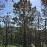 Siberian Pine Needle Extract Powder