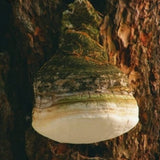 Agaricon Mushroom Extract Powder
