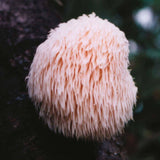 Lion's mane 13:1 Extract 100 Caps