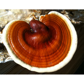 Australian Grown Reishi Mushroom Capsules