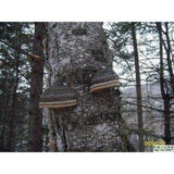 Siberian Chaga Mushroom 30:1 Extract 100 Capsules
