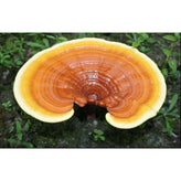 Reishi Mushroom Cracked Cell Wall Spore Powder