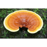 Reishi Mushroom Cracked Cell Wall Spore Powder