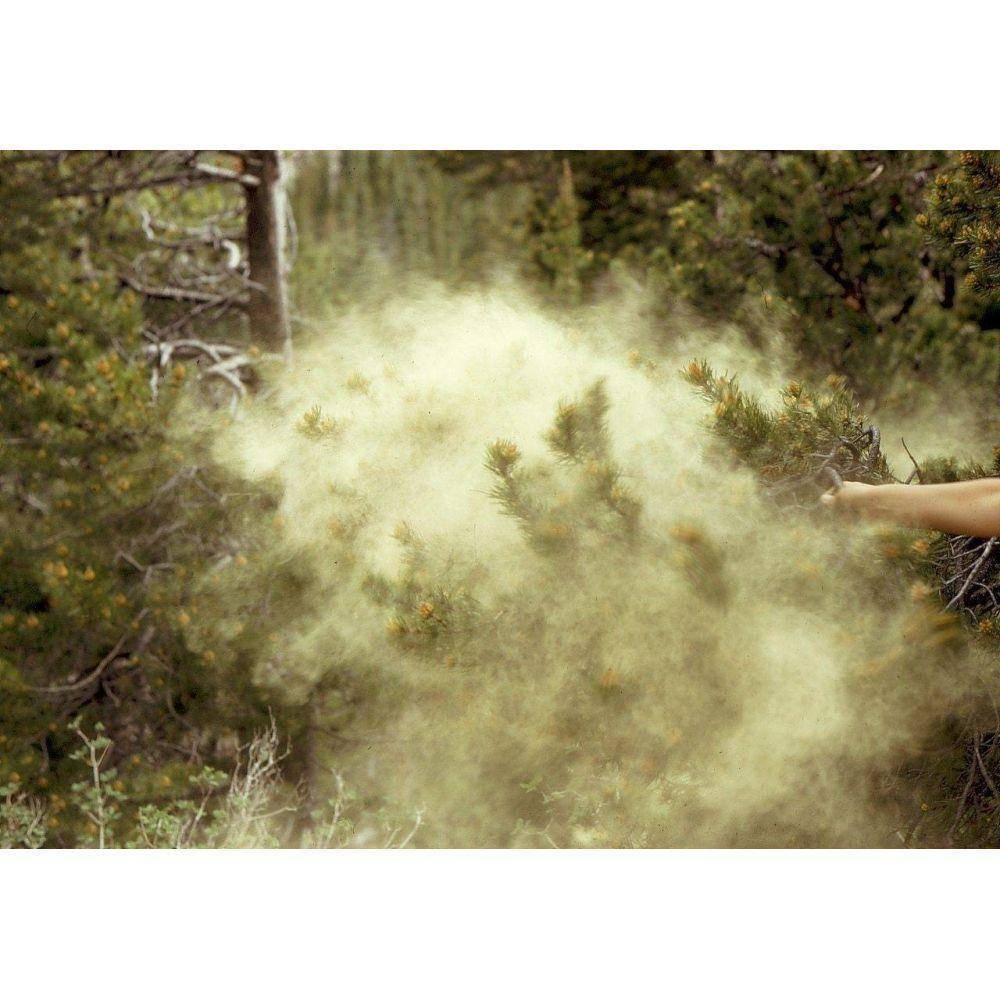 Pine Pollen Extract Powder 20:1 100 Capsules 