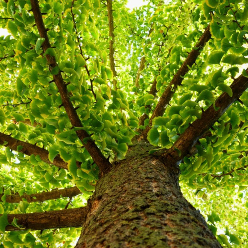 Ginkgo Biloba Extract