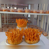 Whole Cordyceps Mushroom Fruiting Bodies