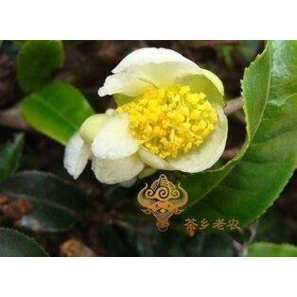 Organic Cracked Cell Wall Raw Green Tea Pollen Camellia Sinensis 100g