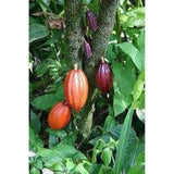 Cacao Butter Buttons