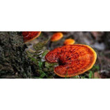 Reishi Mushroom Cracked Cell Wall Spore Powder