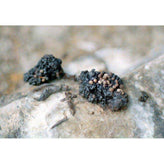 Shilajit Tincture 10:1