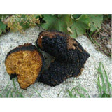 Siberian Chaga Mushroom 30:1 Extract 100 Capsules
